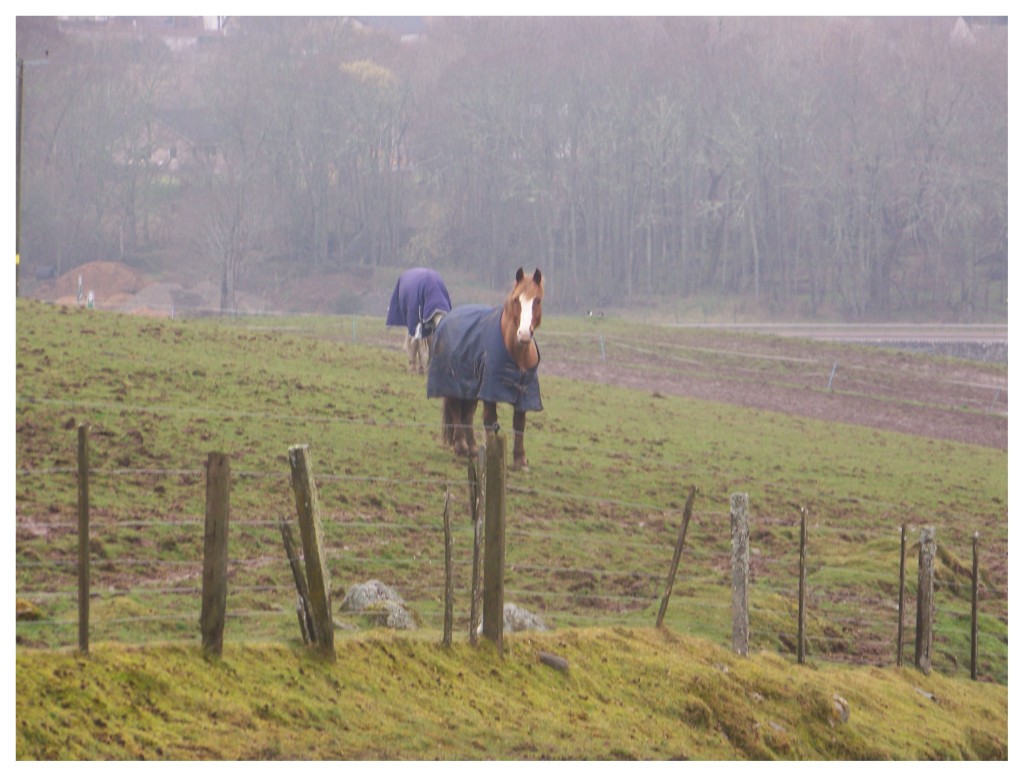Horses at the farm standing like real watchdogs to protect their territory