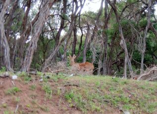 Travel Blog  Australia Deer Wilsons Promontory National Park 2travel4life
