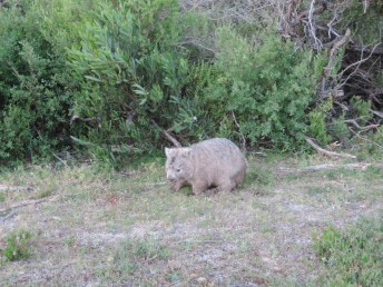 Travel Blog Australia Wombat Wilsons Promontory National Park 2travel4life