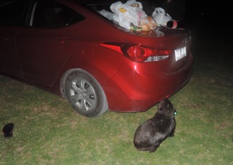 Travel Blog Wombat bite Australia Wilsons Promontory National park  BBQ2travel4life