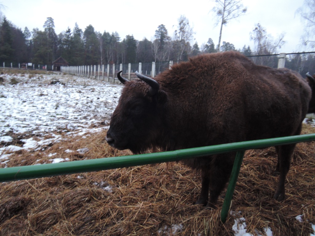 2travel4life travel blog bizon belarus